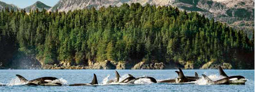 Alaska whales, wonders & wildlife